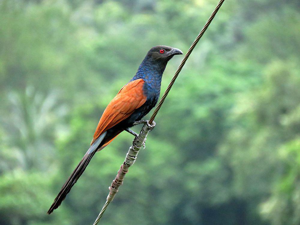 10 Fakta Menarik Burung Bubut, Kehadirannya Pertanda Buruk?