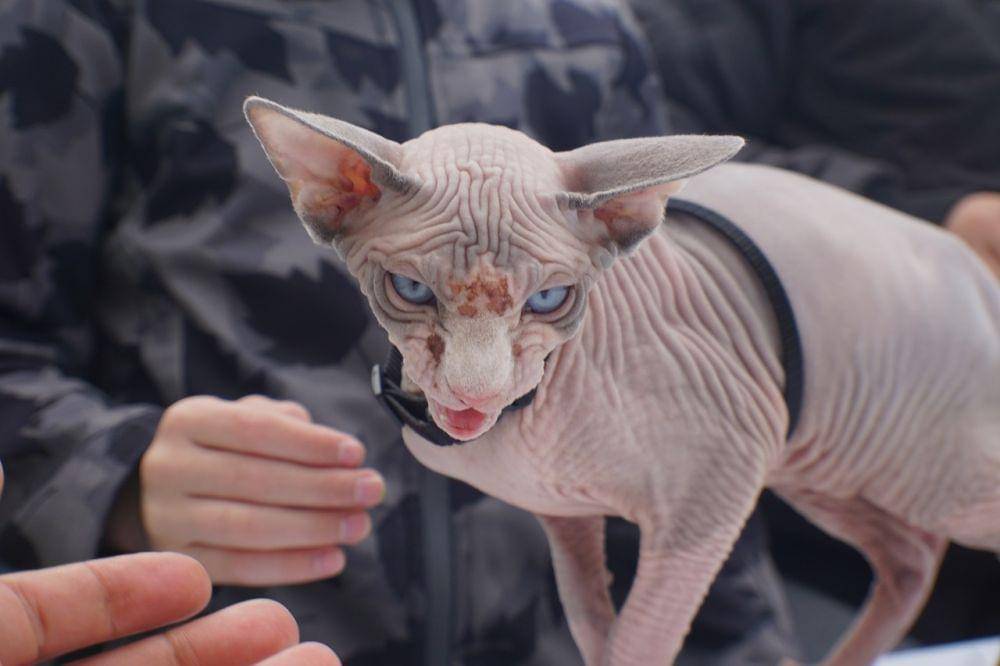 ilustrasi kucing sphynx (pixabay.com/lory12nicoleta40)