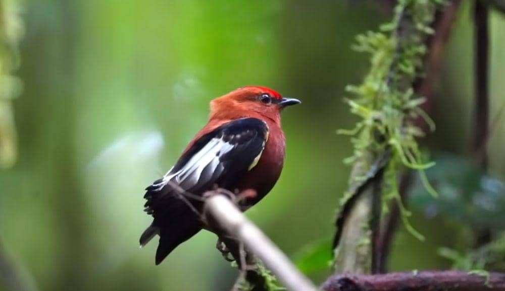 6 Fakta Unik Club-winged Manakin, Menciptakan Nada Melalui Sayapnya!