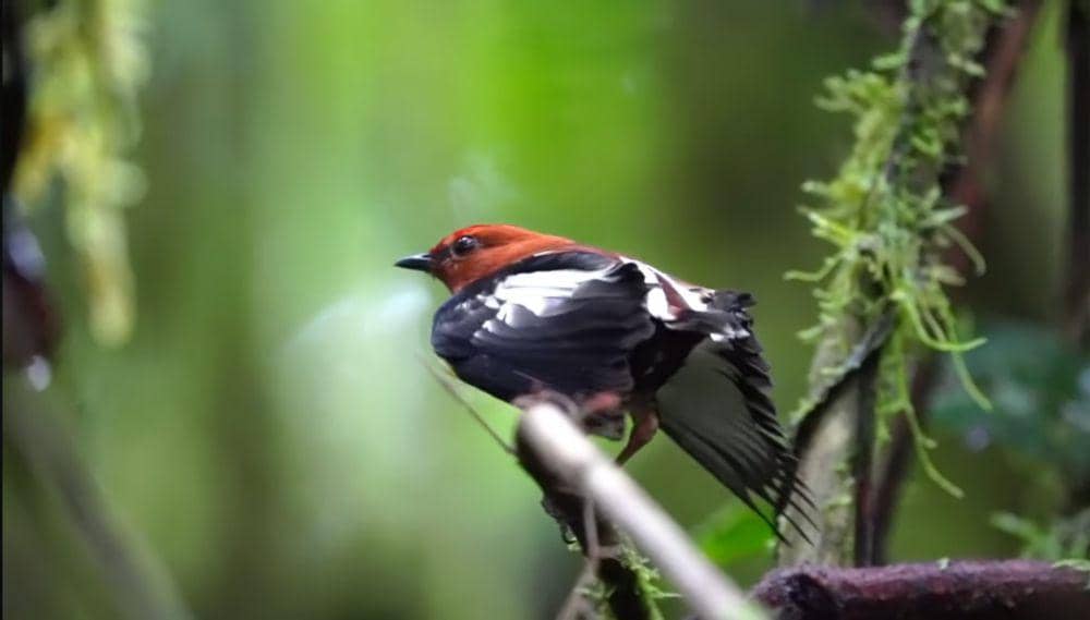 Club-winged manakin (youtube.com/Choco Toucan Birding Tours)
