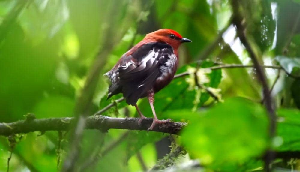 Club-winged manakin (youtube.com/Choco Toucan Birding Tours)