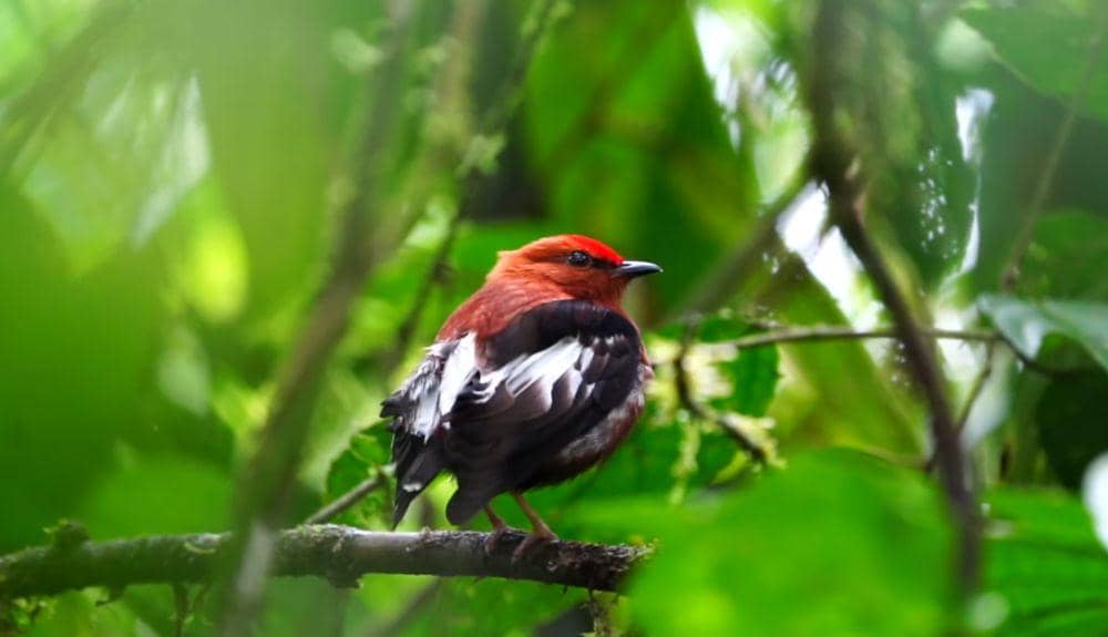 Club-winged manakin (youtube.com/Choco Toucan Birding Tours)