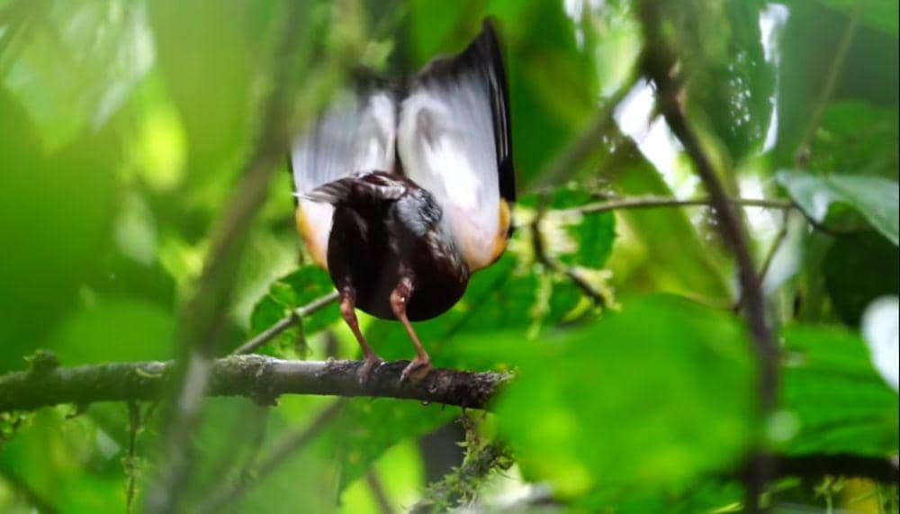 Club-winged manakin (youtube.com/Choco Toucan Birding Tours)