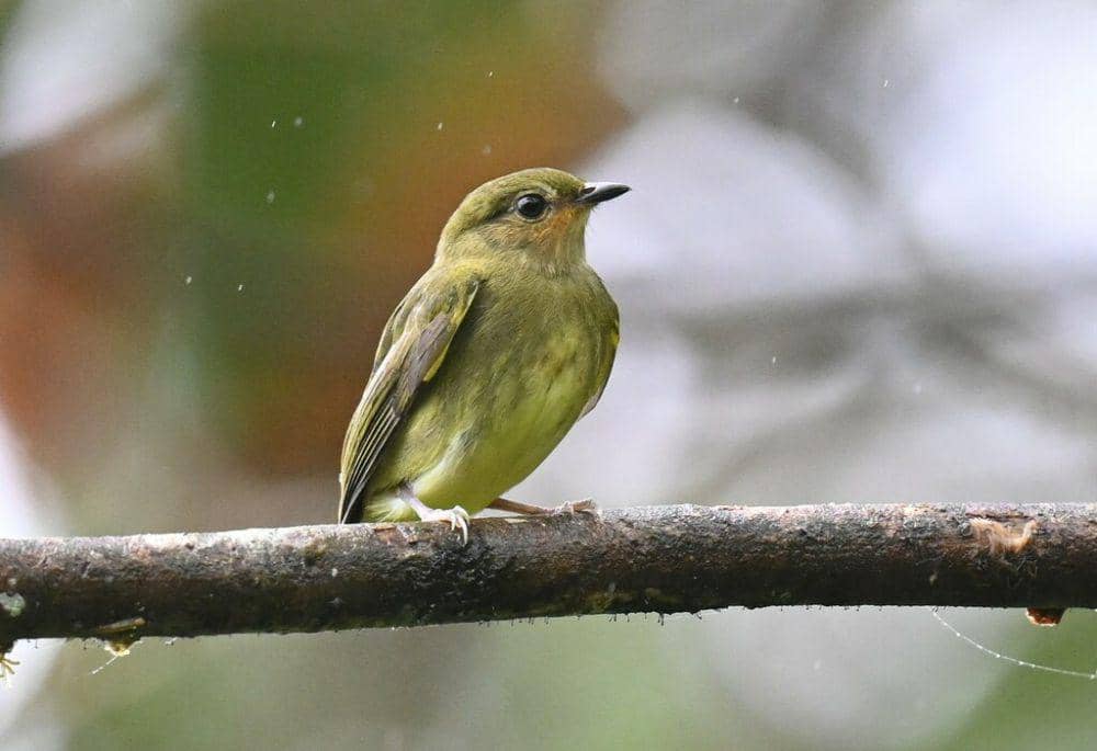 Club-winged manakin (inaturalist.org/Chrissy McClarren and Andy)