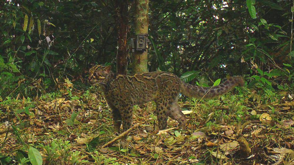 Marbled cat (sintas.or.id/SINTAS)