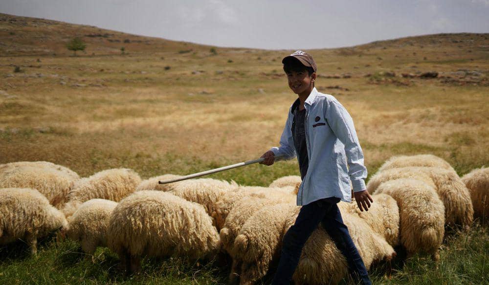ilustrasi berkurban kambing (Pexels.com/Mehmet Has)