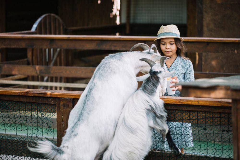 ilustrasi seorang anak memberi makan kambing (freepik.com/freepik)