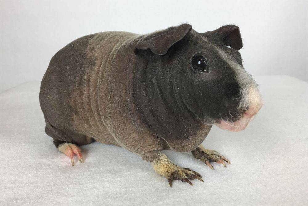 ilustrasi skinny pig (commons.wikimedia.org/Nerwign)