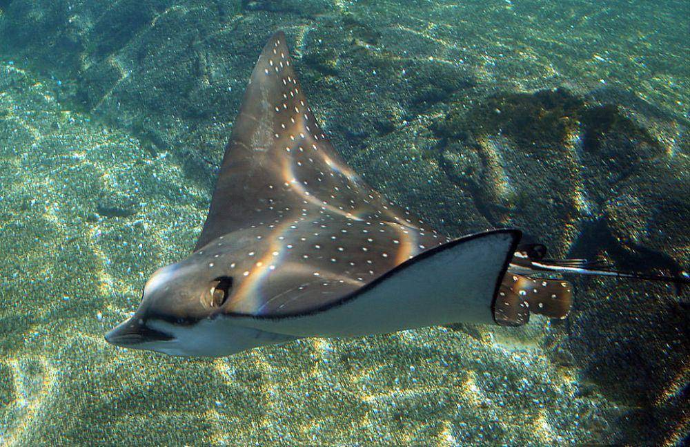 ilustrasi pari elang tutul (commons.wikimedia.org/Peter Black)