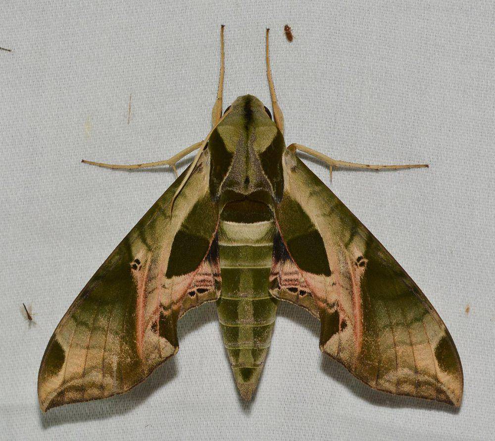 Ngengat Sphinx Pandora (commons.wikimedia.org)