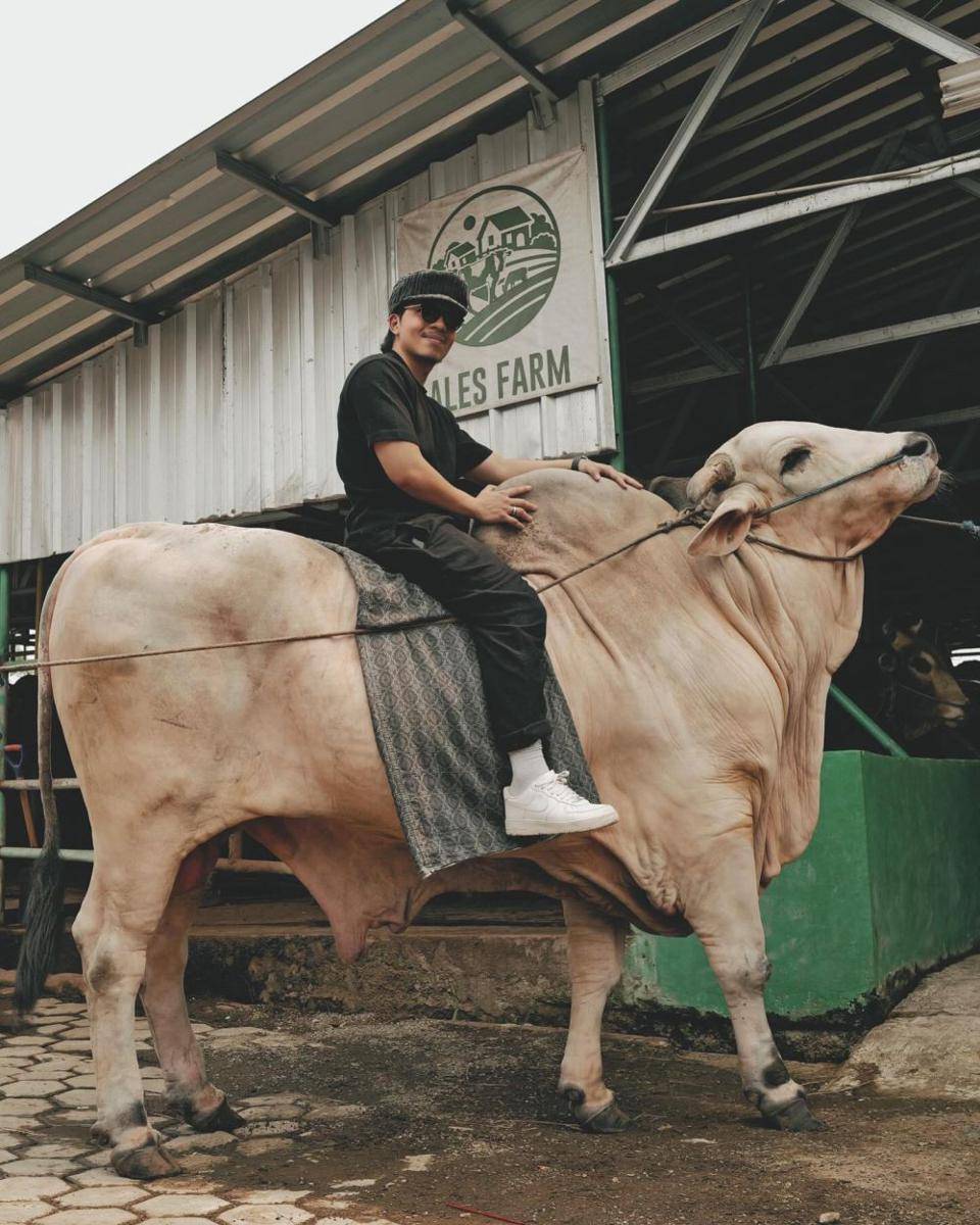 peternakan sapi Ameena (Instagram.com/attahalilintar)