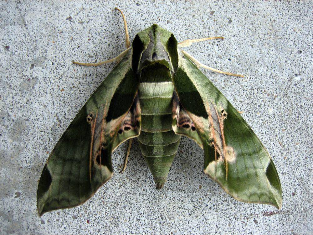 Ngengat Sphinx Pandora (flickr.com/dasroofless)