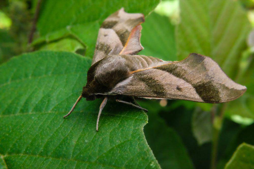 Pandora Sphinx Moth (flickr.com/K e v i n)