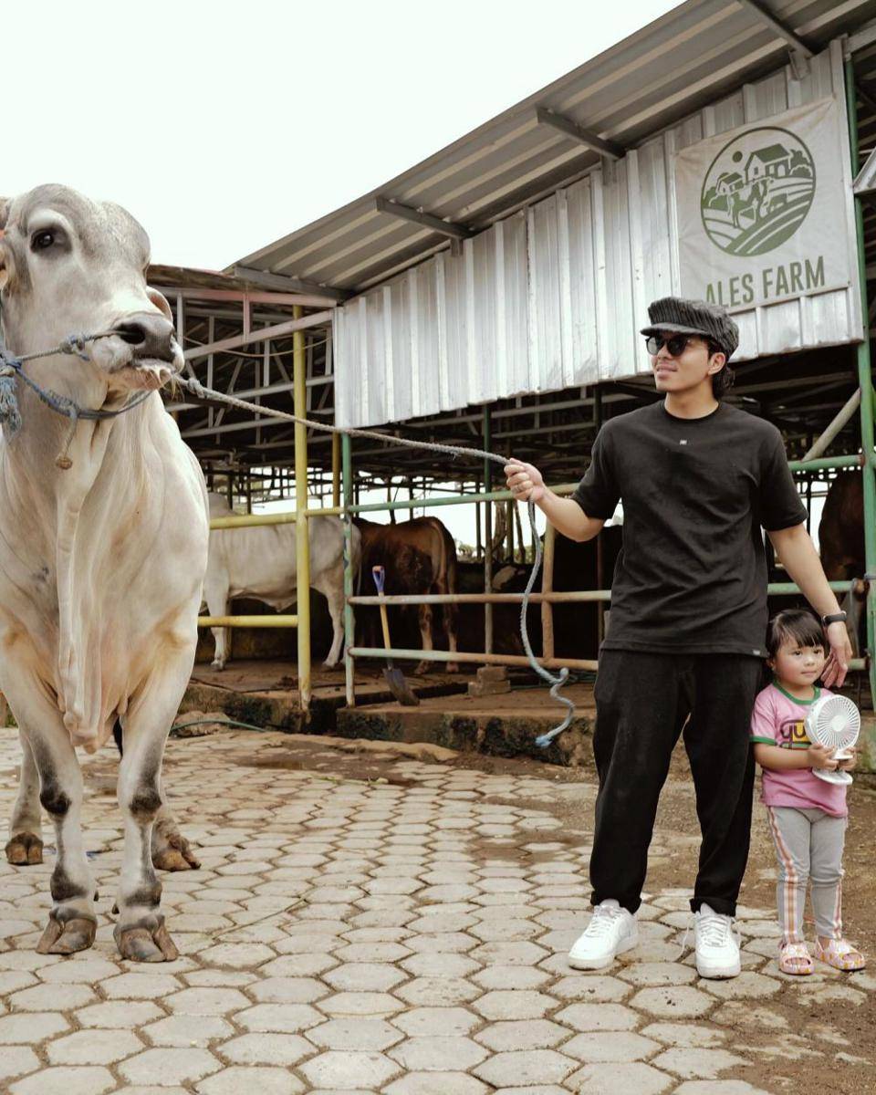 peternakan sapi Ameena (Instagram.com/attahalilintar)