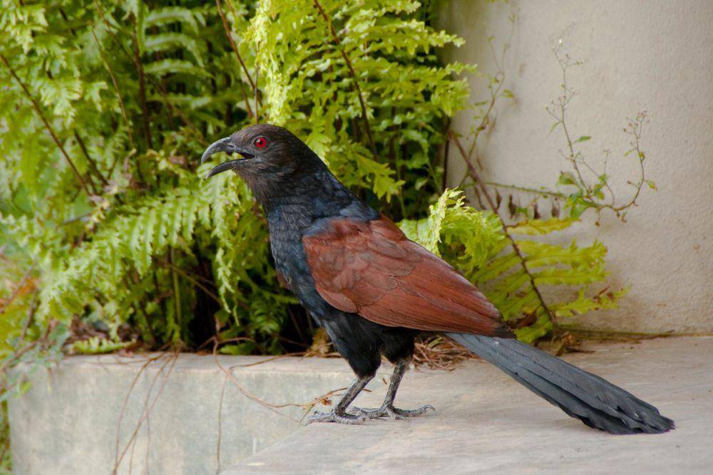 Greater Coucal (flickr.com/Hafiz Issadeen)
