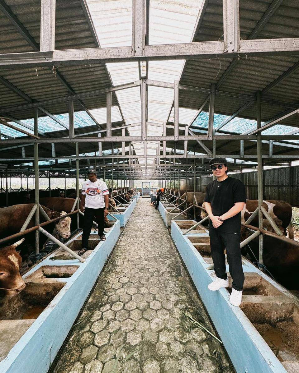 peternakan sapi Ameena (Instagram.com/attahalilintar)