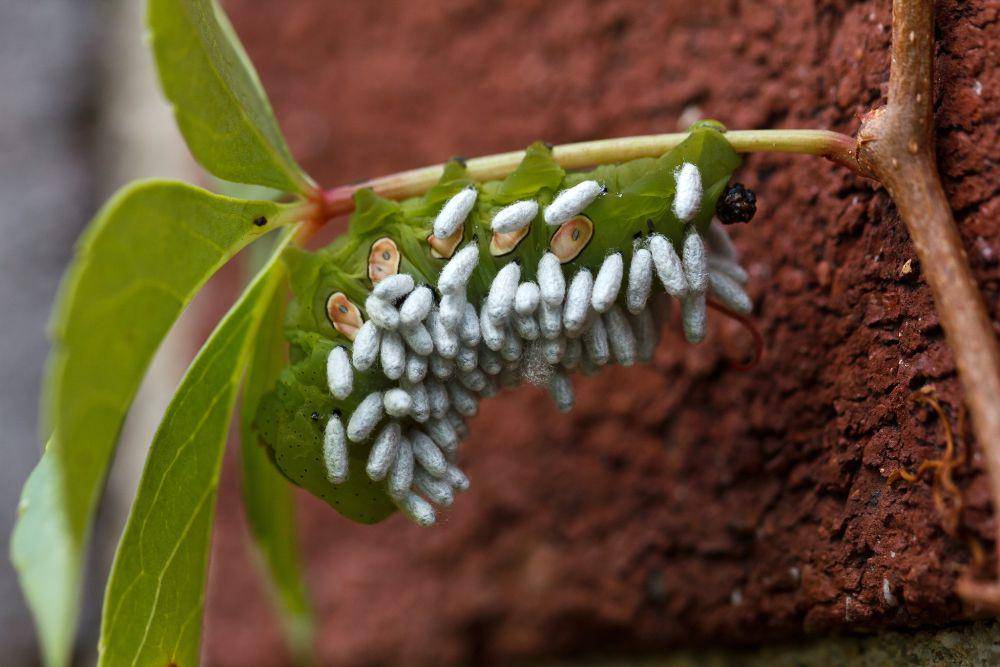 Larva Ngengat Sphinx Pandora (flickr.com/Tom Potter field)