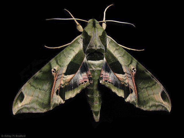 Pandora Sphinx Moth (pinterest.com/Flickr)