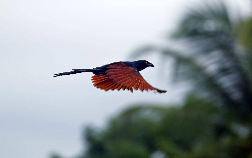 Burung Bubut (commons.wikimedia.org)