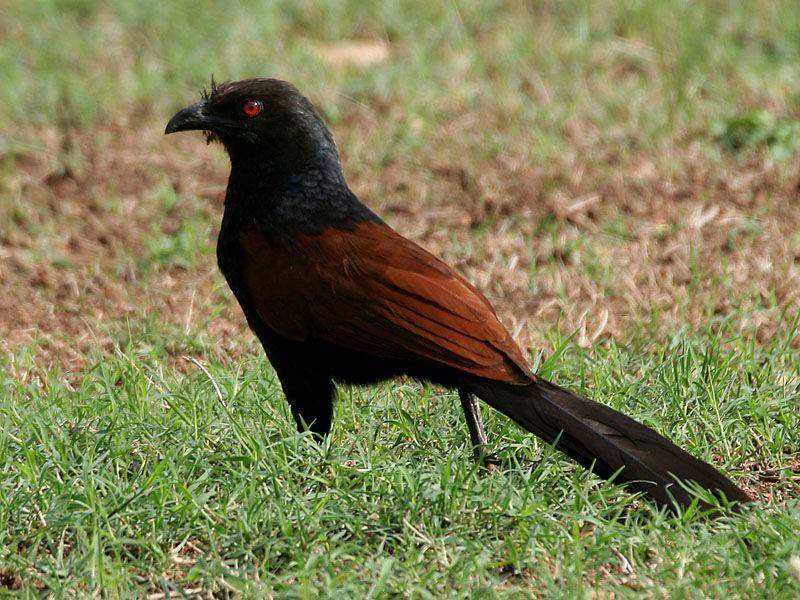 Greater Coucal (commons.wikimedia.org)