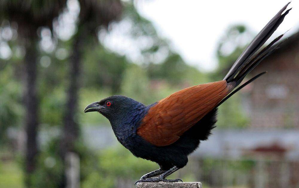 Burung Bubut (commons.wikimedia.org)