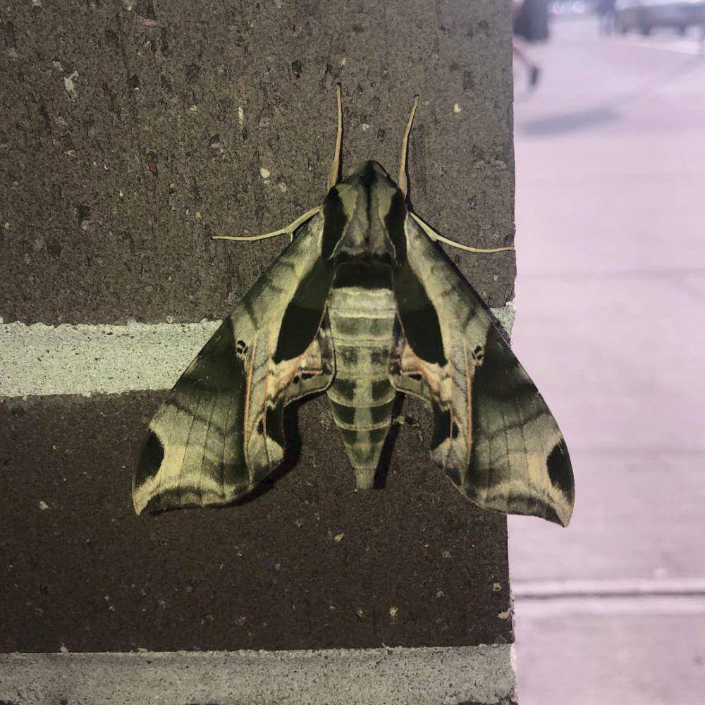 Ngengat Sphinx Pandora (reddit.com/Satanic_Nightjar)