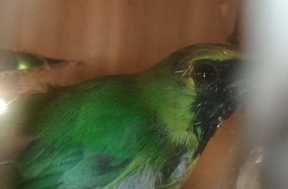 Dalam Kardus Minuman, 295 Burung Ilegal Pekanbaru Disita di Bakauheni