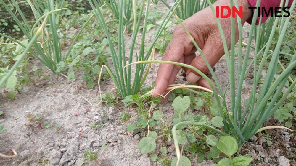 Ratusan hektar tanaman bawang merah di desa Sidomukti Kecamatan Plaosan Magetan gagal panen diserang hama gurem. IDN Times/ Riyanto.