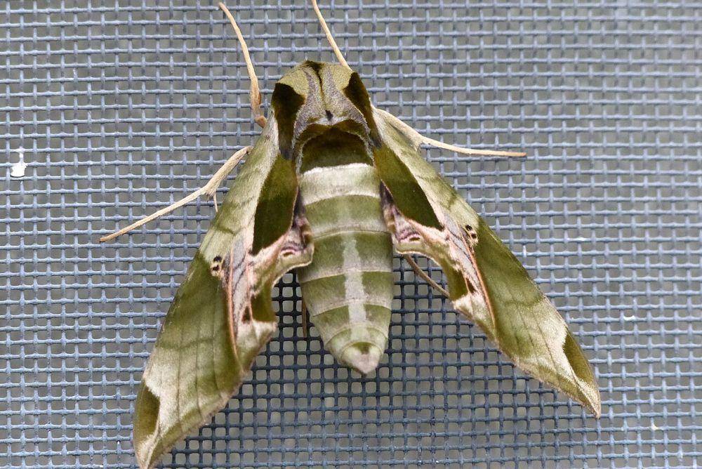 Pandora Sphinx Moth (commons.wikimedia.org)