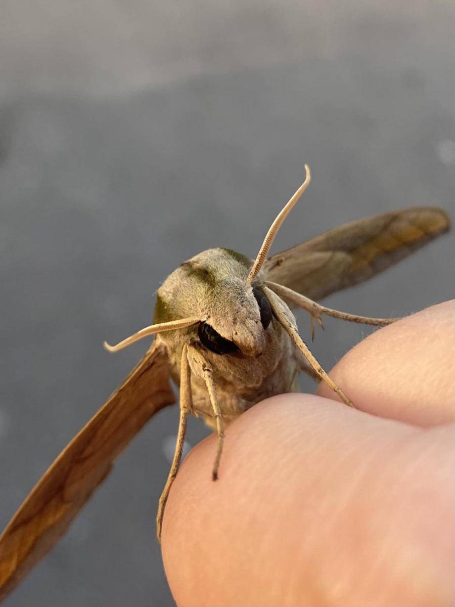 Ngengat Sphinx Pandora (reddit.com/roseanya)