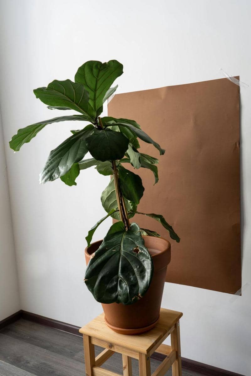 ilustrasi tanaman ara biola (pexels.com/albinawhite)