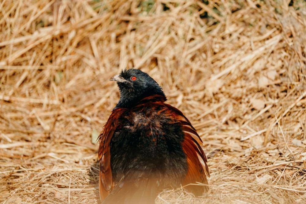 Burung Bubut (pexels.com/Pranav Jassi)