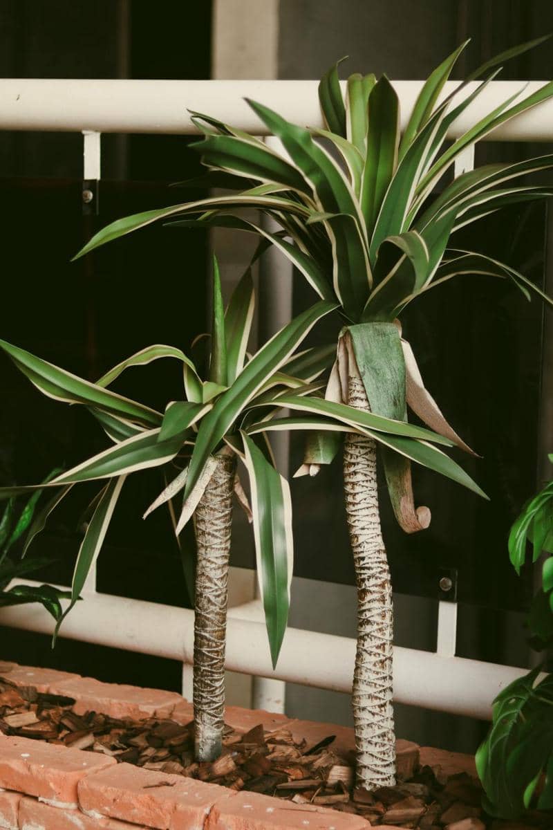 ilustrasi tanaman dracaena (pexels.com/ocadubarral)