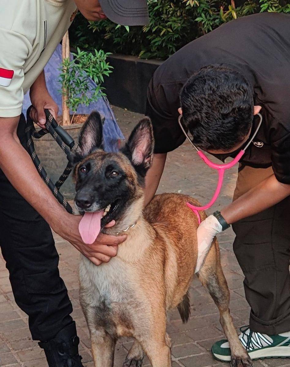 Fay, anjing K9 jenis Belgian Malinois yang dipekerjakan di Plaza Indonesia. (www.instagram.com/@plazaindonesia)