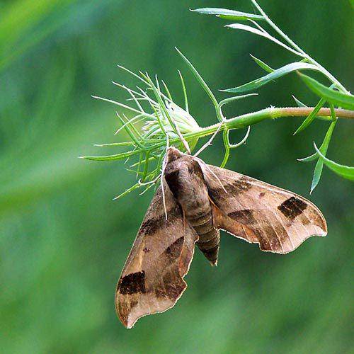 Pola makan Pandora Sphinx Moth (uwm.edu)
