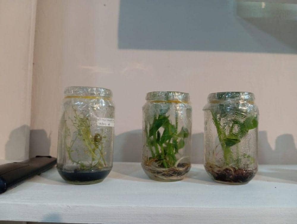 Lembaga Penelitian dan Pengabdian Kepada Masyarakat (LPPM) Universitas Lampung ( Unila ) menampilkan penelitian dan inovasi produk tanaman di anjungan Unila pada acara Pekan Raya Lampung 2024 (official.unila)