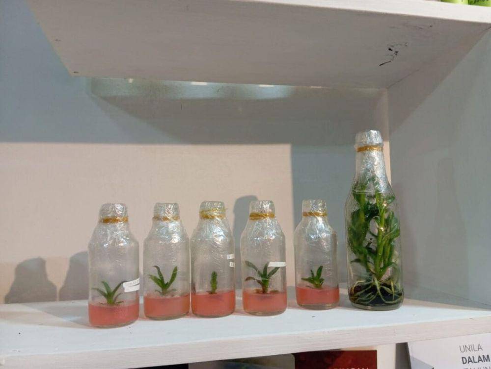 Lembaga Penelitian dan Pengabdian Kepada Masyarakat (LPPM) Universitas Lampung ( Unila ) menampilkan penelitian dan inovasi produk tanaman di anjungan Unila pada acara Pekan Raya Lampung 2024 (official.unila)