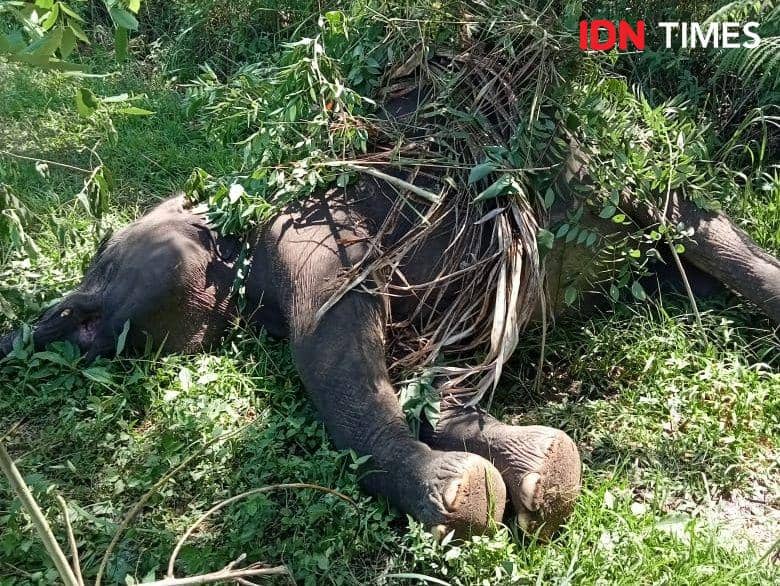 Musnahkan 627 Sawit di Seblat, Kemenhut Kuasai 300 Hektare Lahan Gajah