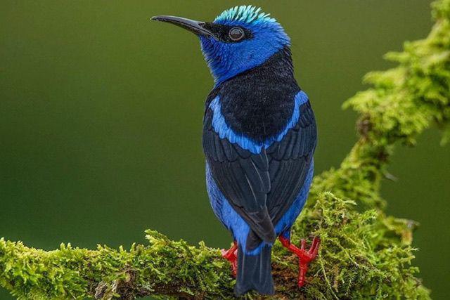 5 Fakta Unik Honeycreeper Kaki Merah, Bisa Bernyanyi Selama 20 Menit