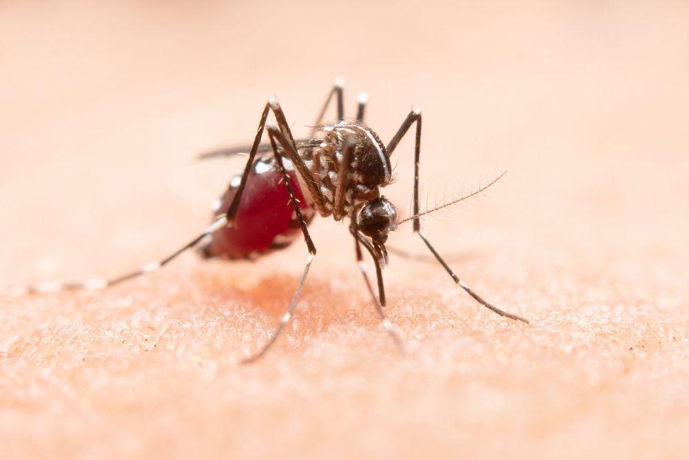 Digigit Nyamuk Aedes aegypti, Sudah Pasti Kena Demam Berdarah?