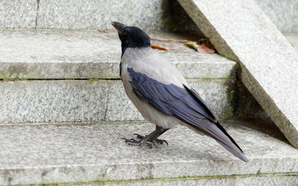 Scald-crow (pixabay.com/icsilviu)