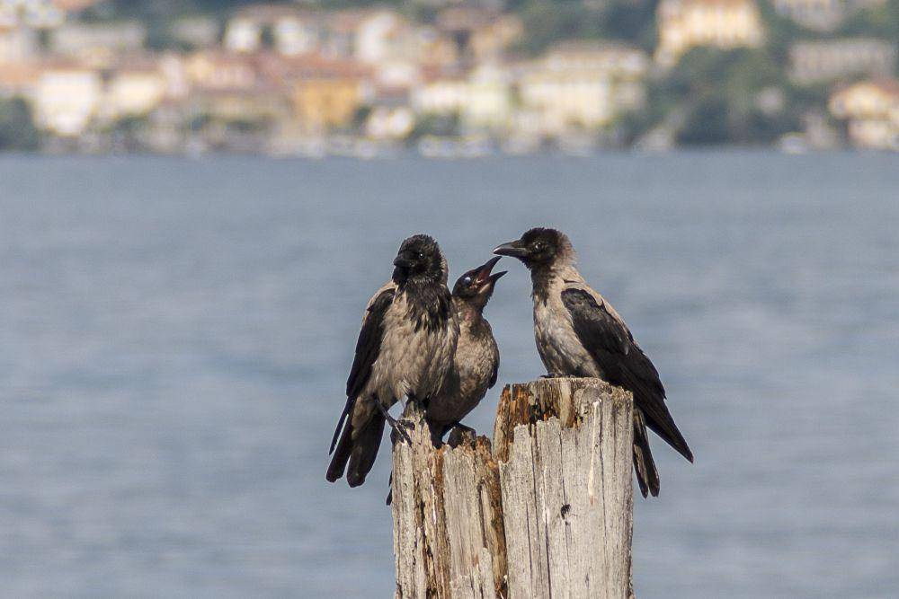 Hooded crow (pixabay.com/detapo)