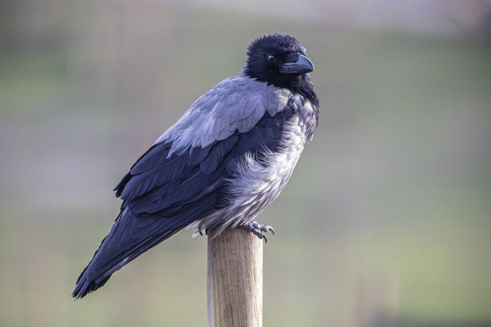10 Fakta Burung Gagak Bertudung, Misterius dan Cerdas