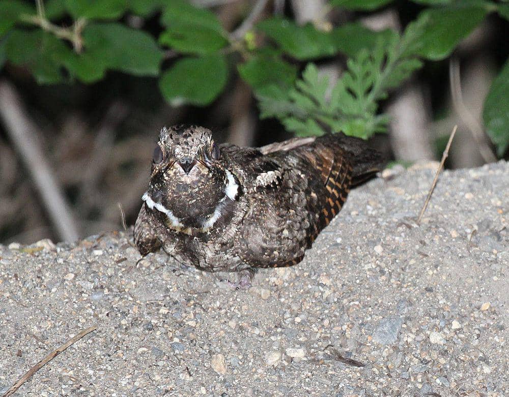 Eastern whip-poor-will (commons.m.wikimedia.org/Alan Schmierer)