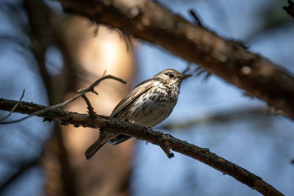 Song thrush (unsplash.com/Andrew Strizhkov)