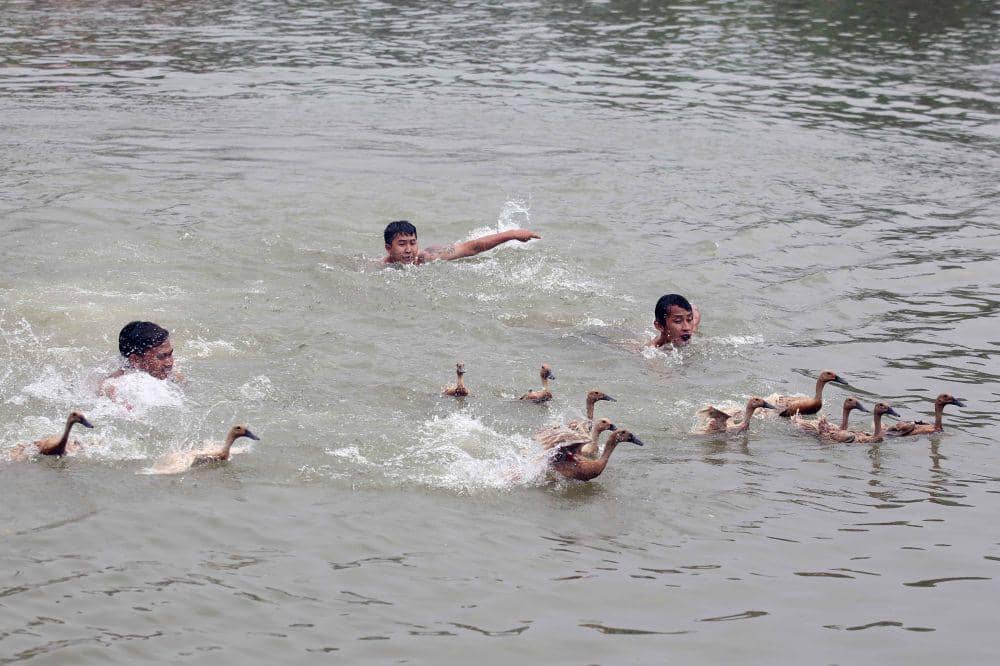 Warga mengikuti tradisi lomba tangkap bebek di Sungai Cisadane, Kota Tangerang, Banten, Senin (10/6/2024). (ANTARA FOTO/Muhammad Iqbal)