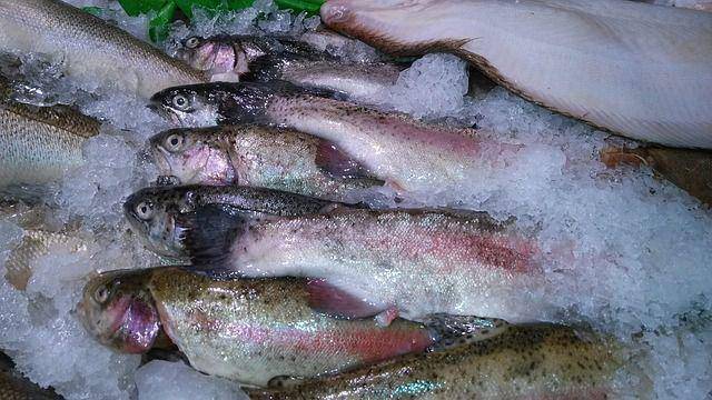 ilustrasi ikan dalam es (pixabay.com/PublicDomainPictures)