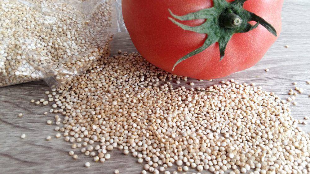 ilustrasi quinoa dan tomat (pixabay.com/SEMSEMS)