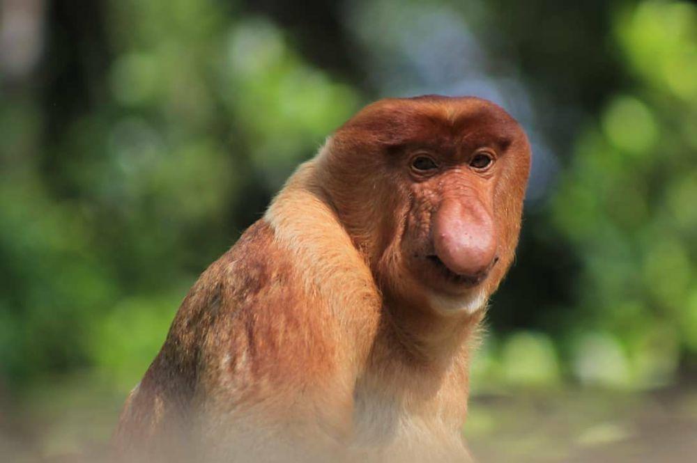 Mengapa Bekantan Punya Hidung yang Besar? Ini Penjelasannya