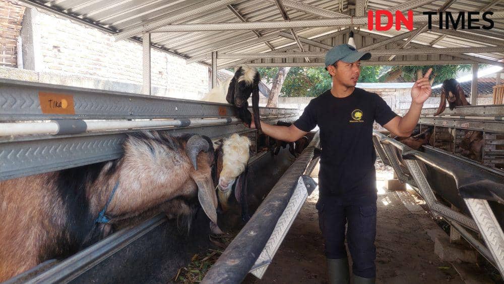 Pasangan suami istri (pasutri) Satria dan Luluk penjual hewan kurban asal Desa Kaliabu, Kecamatan Mejayan, Kabupaten Madiun. IDN Times/ Riyanto.